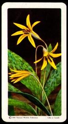 6 Trout Lily